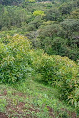 Kolombiya 'nın Kauca bölgesindeki bereketli avokado tarlaları zengin yeşil yapraklar ve doğal güzellikler sergiliyor..