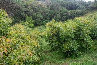 Popayan, Cauca, Kolombiya 'da canlı bir avokado bahçesi, bereketli yeşillikler ve çeşitli bitki örtüleri sergiliyor..