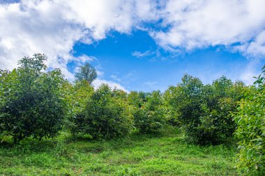 Popayan, Cauca, Kolombiya 'da açık mavi bir gökyüzünün altında gür avokado ağaçları. Canlı yeşillik sergilenen sakin bir doğa sahnesi.