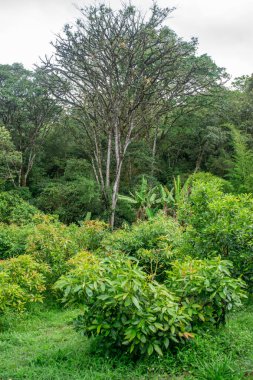 Popayan, Cauca, Kolombiya 'da güzel bir doğa gösterisi, verimli bir manzaranın ortasında canlı yeşil avokado bitkileri sergiliyor..