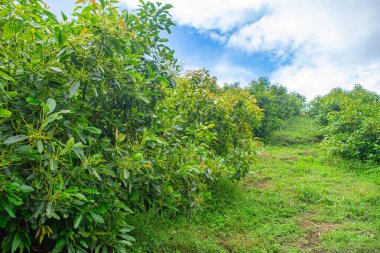 Popayan, Cauca, Kolombiya 'da yemyeşil bir avokado bahçesi parçalı bulutlu bir gökyüzü altında canlı yeşil yapraklar sergiliyor..
