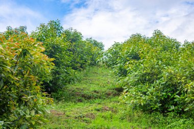 Popayan, Cauca, Kolombiya 'da mavi gökyüzünün altındaki bir yamaçta yetişen gür avokado ağaçları. Tarımsal temalar için mükemmel sakin bir doğa sahnesi.