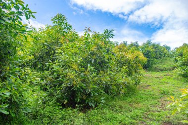 Popayan, Cauca, Kolombiya 'daki yemyeşil avokado ağaçları canlı doğa ve tarım güzelliği sergiliyorlar..