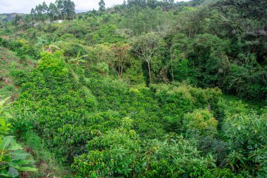 Popayan, Cauca, Kolombiya 'daki yemyeşil bir manzaranın canlı bir görüntüsü, sakin bir doğal ortamda yoğun bitki örtüsü ve ağaçlar sergiliyor..
