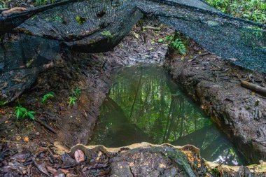 Popayan, Cauca, Kolombiya 'da yemyeşil bir havuz. Doğa severler ve eko-turizm için mükemmel..