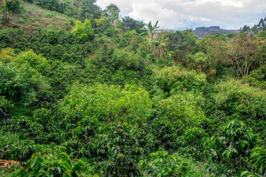 Popayan, Cauca, Kolombiya 'da yoğun yeşil bitki örtüsü sergilenen canlı bir manzara doğanın güzelliğini vurguluyor..