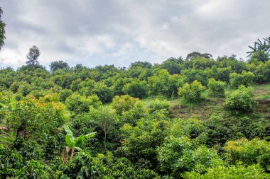 Popayan, Cauca, Kolombiya 'da canlı yeşil bir yamaç, doğanın ve tarım manzaralarının güzelliğini gözler önüne seriyor..