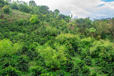 Popayan, Cauca, Kolombiya 'daki yemyeşil bitki ve kahve bitkilerinin bulunduğu canlı bir manzara. Doğa ve tarım temaları için ideal.
