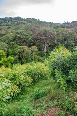 Popayan, Cauca 'da yemyeşil avokado bitkileri gelişiyor ve Kolombiya' nın doğal güzelliklerini gözler önüne seriyor..