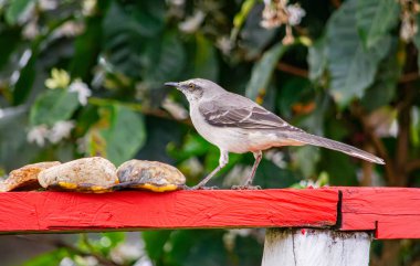 Güzel bir kuş, Popayan, Cauca, Kolombiya 'da yemyeşil yemyeşil bir yüzeye tünedi..