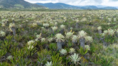 Purace, Cauca, Kolombiya 'daki eşsiz dağlık ekosistemin çarpıcı bir görüntüsü. Resimli bir dağ zeminine karşı çeşitli bitki örtüleri barındırıyor..