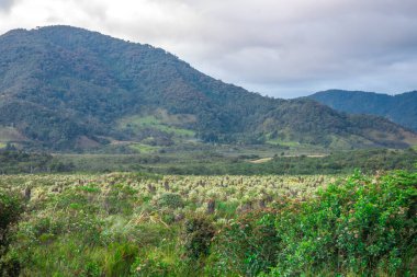 Kolombiya, Cauca 'daki Purace dağlarının çarpıcı manzarası yemyeşil ve bulutlu bir gökyüzünün altında yuvarlanan tepeleri gösteriyor..