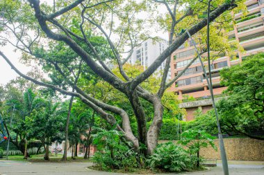 Kali, Kolombiya 'da yemyeşil ağaçlar ve modern binaların yer aldığı manzaralı bir park manzarası..