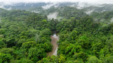 San Cipriano, Buenaventura, Valle del Cauca, Kolombiya 'da zengin biyolojik çeşitlilik ve doğal güzelliğin sergilendiği canlı bir orman manzarası..