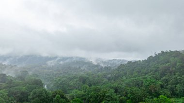 Sisin içinde yemyeşil bir orman San Cipriano, Buenaventura, Valle del Cauca, Kolombiya 'da doğanın dingin güzelliğini yakalıyor..