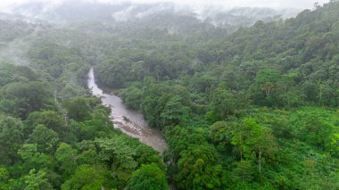 San Cipriano, Buenaventura, Valle del Cauca, Kolombiya 'daki yoğun yağmur ormanı ve nehir manzarası. Doğa ve seyahat içeriği için ideal.