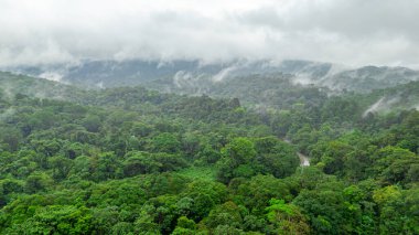 San Cipriano, Buenaventura, Valle del Cauca, Kolombiya 'nın bulutlu ve sisli yemyeşil yağmur ormanlarının nefes kesici manzarası..