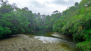 San Cipriano, Buenaventura, Valle del Cauca, Kolombiya 'da yoğun yeşilliklerle çevrili sakin bir nehir manzarası.