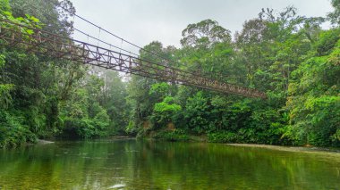 San Cipriano, Buenaventura, Valle del Cauca, Kolombiya 'da yoğun yeşil yapraklarla çevrili sakin bir nehir üzerindeki asma köprü manzarası..