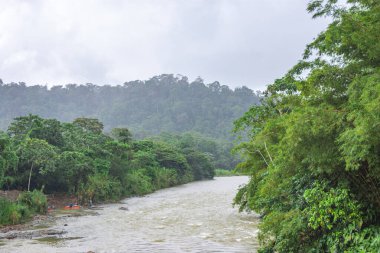 San Cipriano, Buenaventura, Valle del Cauca, Kolombiya 'da yemyeşil bir nehir manzarası.