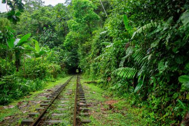 San Cipriano, Buenaventura, Valle del Cauca, Kolombiya 'da yemyeşil bir trenin manzarası..