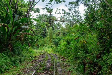 San Cipriano, Buenaventura, Valle del Cauca, Kolombiya 'da canlı yeşil bitki örtüsüyle çevrili terk edilmiş tren raylarının manzarası..