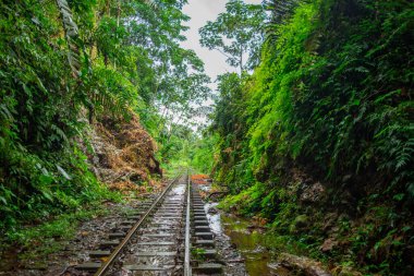 San Cipriano, Buenaventura, Valle del Cauca, Kolombiya 'da yoğun yeşilliklerle çevrili sakin bir demiryolu manzarası..
