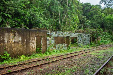 San Cipriano, Valle del Cauca, Kolombiya 'da yoğun yeşilliklerle çevrili eski binaların kalıntıları doğanın ıslah edilişini gözler önüne seriyor..