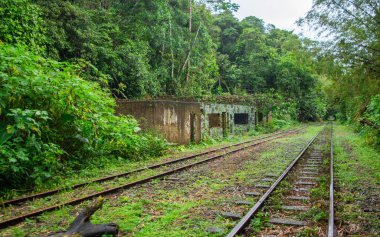 San Cipriano, Buenaventura, Valle del Cauca, Kolombiya 'da yoğun yeşilliklerle çevrili terk edilmiş bir tren yolunun huzurlu bir görüntüsü..