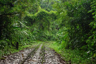 San Cipriano, Buenaventura, Valle del Cauca, Kolombiya 'da yoğun yeşilliklerle çevrili terk edilmiş bir demiryolunun manzarası..