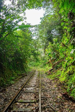 San Cipriano, Buenaventura, Valle del Cauca, Kolombiya 'da canlı yeşilliklerle çevrili bir orman rayının huzurlu manzarası..