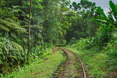 San Cipriano, Buenaventura, Valle del Cauca, Kolombiya 'daki yoğun tropikal bitki örtüsünden geçen güzel tren rayları..