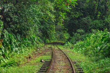 San Cipriano, Buenaventura, Valle del Cauca, Kolombiya 'da yoğun yeşil yapraklarla çevrili tren raylarının manzarası..
