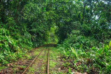 Aşırı gelişmiş tren rayları San Cipriano, Buenaventura, Valle del Cauca, Kolombiya 'daki yoğun ve tropikal bir ormana çıkıyor. Sakin, doğal bir ortam..