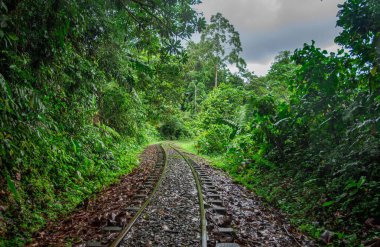 San Cipriano, Buenaventura, Valle del Cauca, Kolombiya 'daki yemyeşil bitki örtüsünden geçen sakin bir demiryolu manzarası..