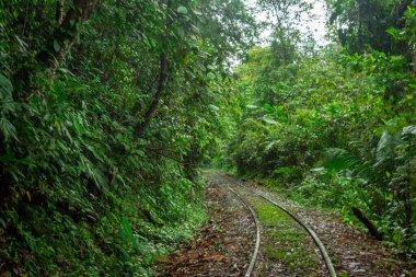 San Cipriano, Buenaventura, Valle del Cauca, Kolombiya 'da yoğun tropikal bitki örtüsüyle çevrili aşırı gelişmiş tren raylarının sakin manzarası.