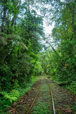 San Cipriano 'da, Buenaventura' da, Valle del Cauca 'da, Kolombiya' da yoğun yeşil bir ormanın içinden geçen sakin bir demiryolu manzarası..