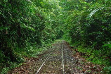 San Cipriano, Buenaventura, Valle del Cauca, Kolombiya 'da yoğun yeşilliklerle çevrili bir demiryolu manzarası.