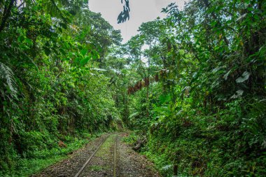 San Cipriano, Valle del Cauca, Kolombiya 'da yoğun yeşilliklerle çevrili sakin bir tren yolu doğanın güzelliğini gözler önüne seriyor..