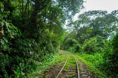 San Cipriano, Buenaventura, Valle del Cauca, Kolombiya 'da yoğun yeşil bir ormanda kaybolan tren raylarının sakin bir sahnesi..