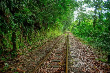 San Cipriano, Buenaventura, Valle del Cauca, Kolombiya 'da yemyeşil alanlarla çevrili terk edilmiş tren yolları..