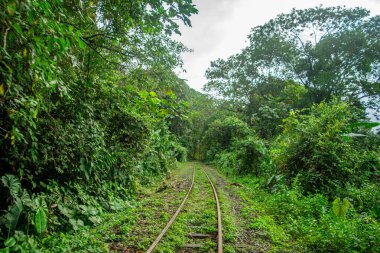 San Cipriano, Buenaventura, Valle del Cauca, Kolombiya 'daki yemyeşil alanlar doğanın güzelliğini gözler önüne seriyor..