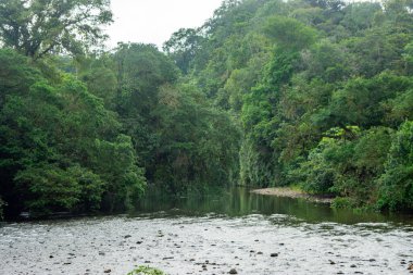 San Cipriano, Buenaventura, Valle del Cauca, Kolombiya 'da yemyeşil bir nehir manzarası zengin doğal güzellikleri vurguluyor..