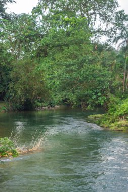 San Cipriano, Buenaventura, Valle del Cauca, Kolombiya 'da yemyeşil bir nehir manzarası..