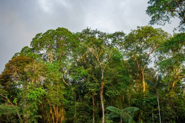 San Cipriano, Buenaventura, Valle del Cauca, Kolombiya 'nın doğal güzelliklerini gösteren canlı ve yoğun bir orman..