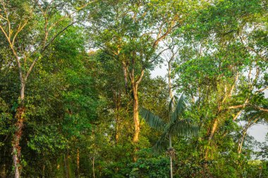 San Cipriano, Buenaventura, Valle del Cauca, Kolombiya 'da çeşitli ağaçların bulunduğu canlı bir tropikal orman..