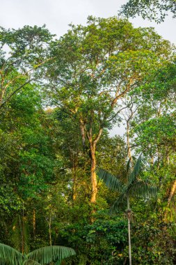 Canlı yeşil yapraklar ve uzun ağaçlar San Cipriano, Buenaventura, Valle del Cauca, Kolombiya 'daki yemyeşil yağmur ormanlarını karakterize eder..