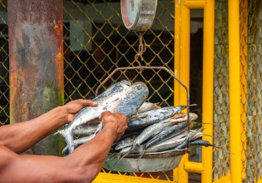San Cipriano, Buenaventura, Valle del Cauca 'da taze balık yakalayan bir adam Kolombiya' da yerel balıkçılık kültürünü sergiliyor..
