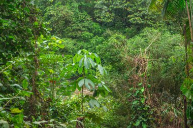 San Cipriano, Valle del Cauca, Kolombiya 'daki canlı yeşil orman zengin doğa ve biyolojik çeşitliliği sergiliyor..