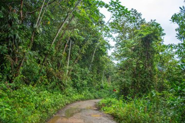 San Cipriano, Buenaventura, Valle del Cauca, Kolombiya 'da canlı yeşilliklerle çevrili sakin bir yol..